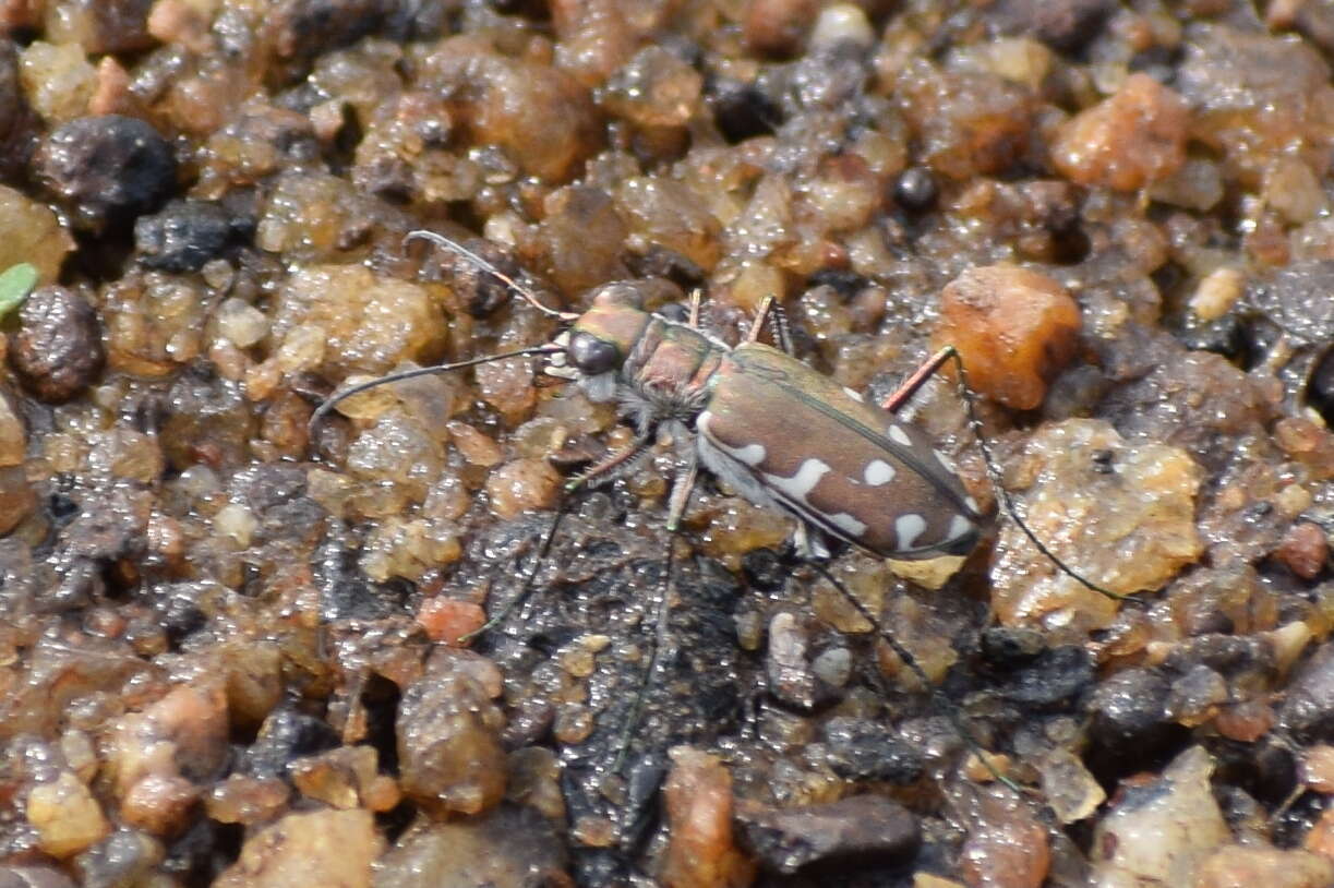 Image of Cicindela (Calomera) cardoni Fleutiaux 1890