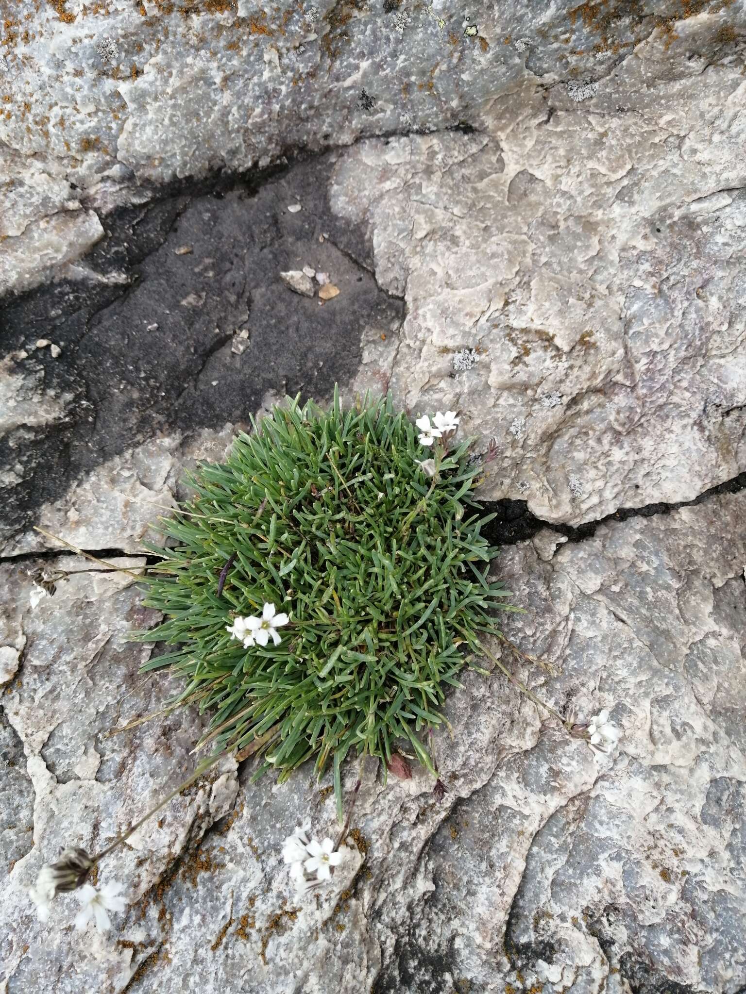 Plancia ëd Gypsophila uralensis Less.