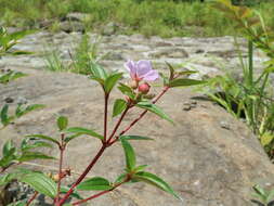 Image of Melastoma intermedium Dunn