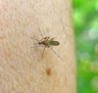 Image de Aedes canadensis canadensis