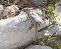 Image of Pale-bellied Hispaniolan curlytail