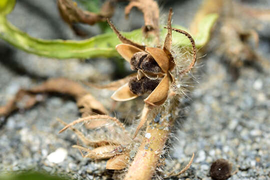 Image of Ipomoea polymorpha Roem. & Schult.