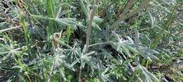 Image of mountain bush lupine