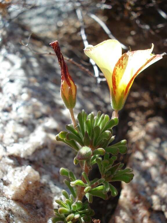 Image of Oxalis crocea Salter