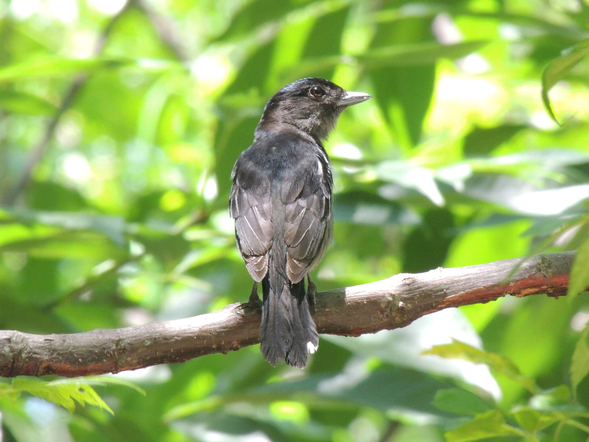 Pachyramphus polychopterus (Vieillot 1818) resmi