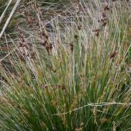 Juncus acutus L. resmi