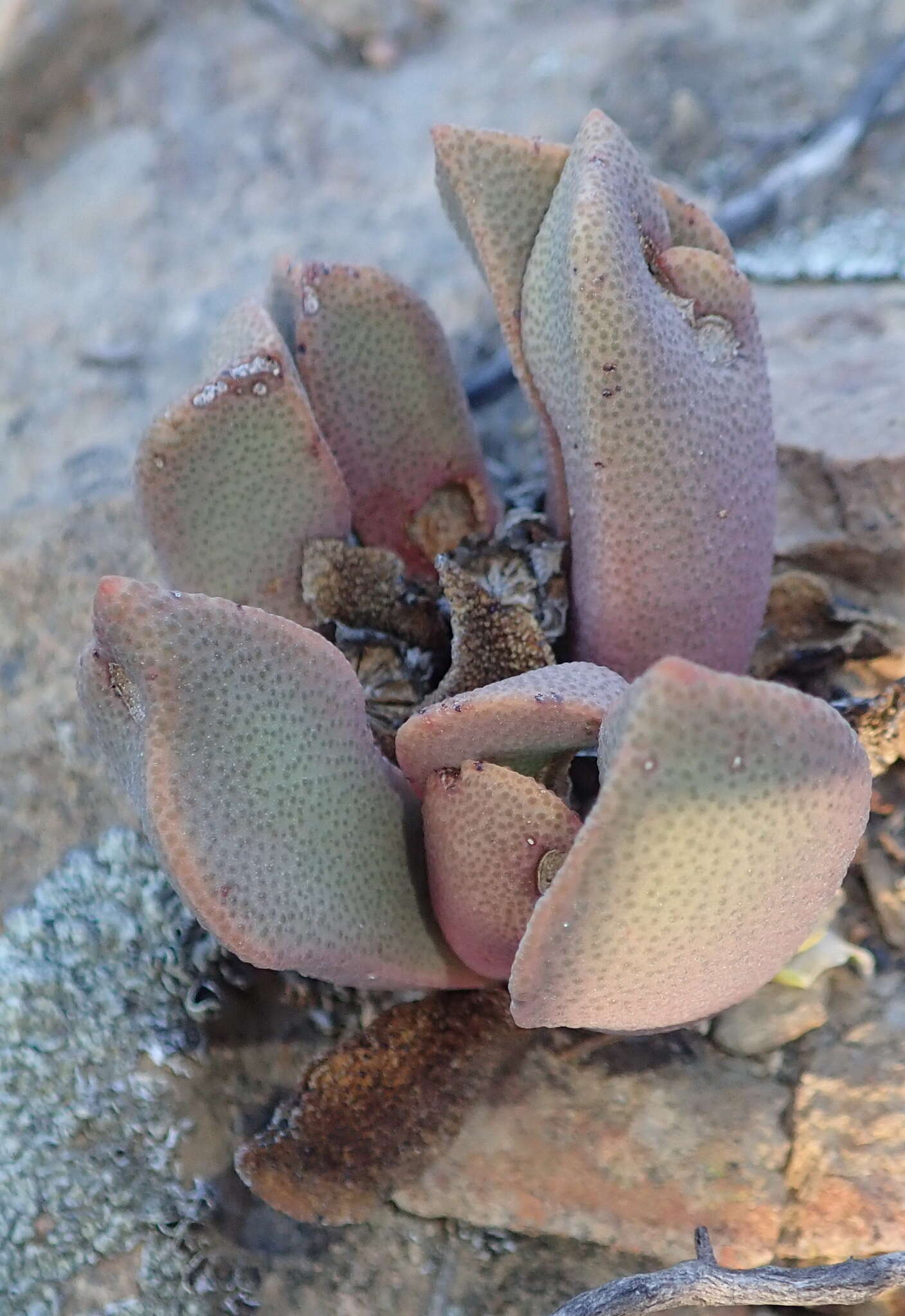 Plancia ëd Pleiospilos compactus (Ait.) Schwant.