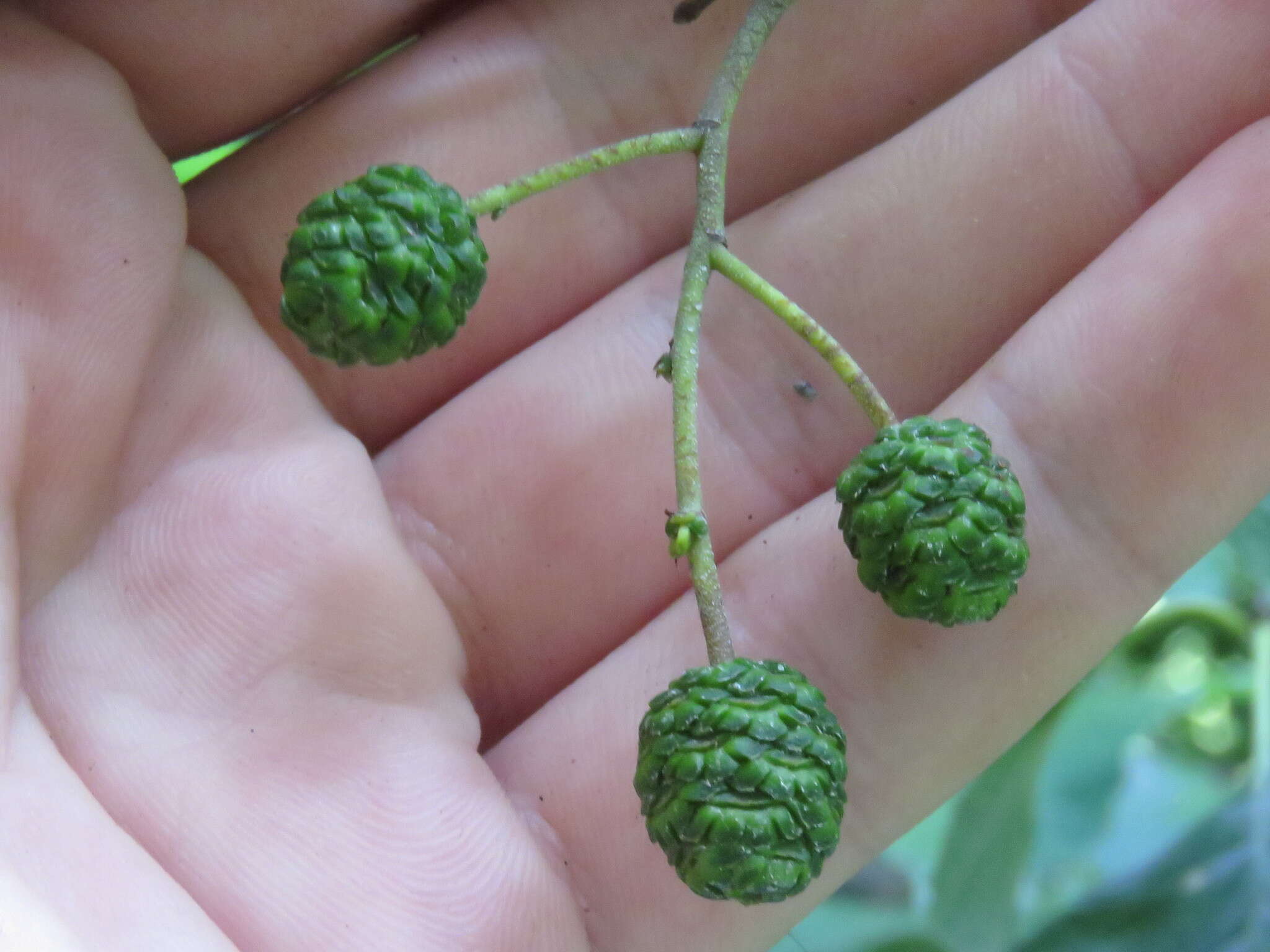 Imagem de Alnus glutinosa subsp. barbata (C. A. Mey.) Yalt.