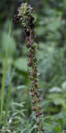 Image of Bull's coraldrops