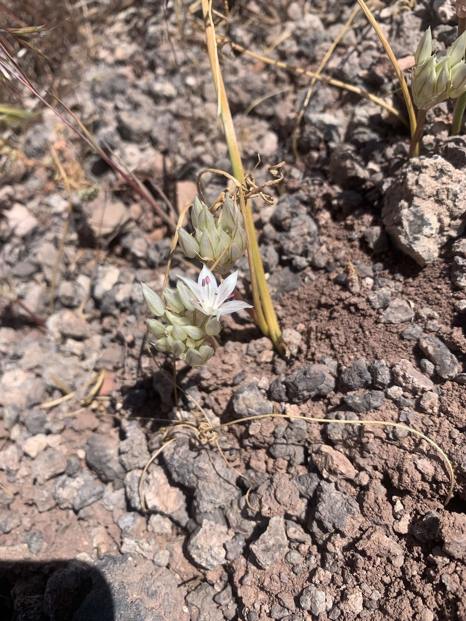 Image of Nevada onion