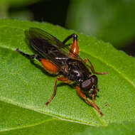 Image of Chalcosyrphus plesia (Curran 1925)