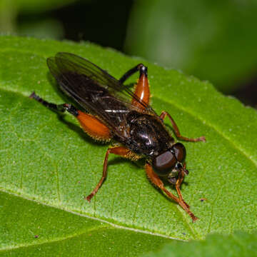 Image of Chalcosyrphus plesia (Curran 1925)