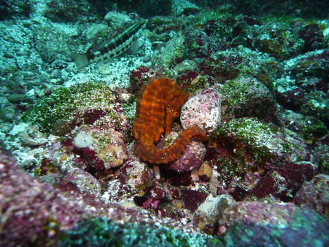 Image of Giant Seahorse