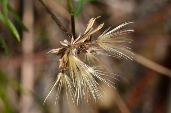 Image of Vittadinia muelleri N. T. Burbidge