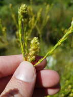 Image of Phylica excelsa Wendl.