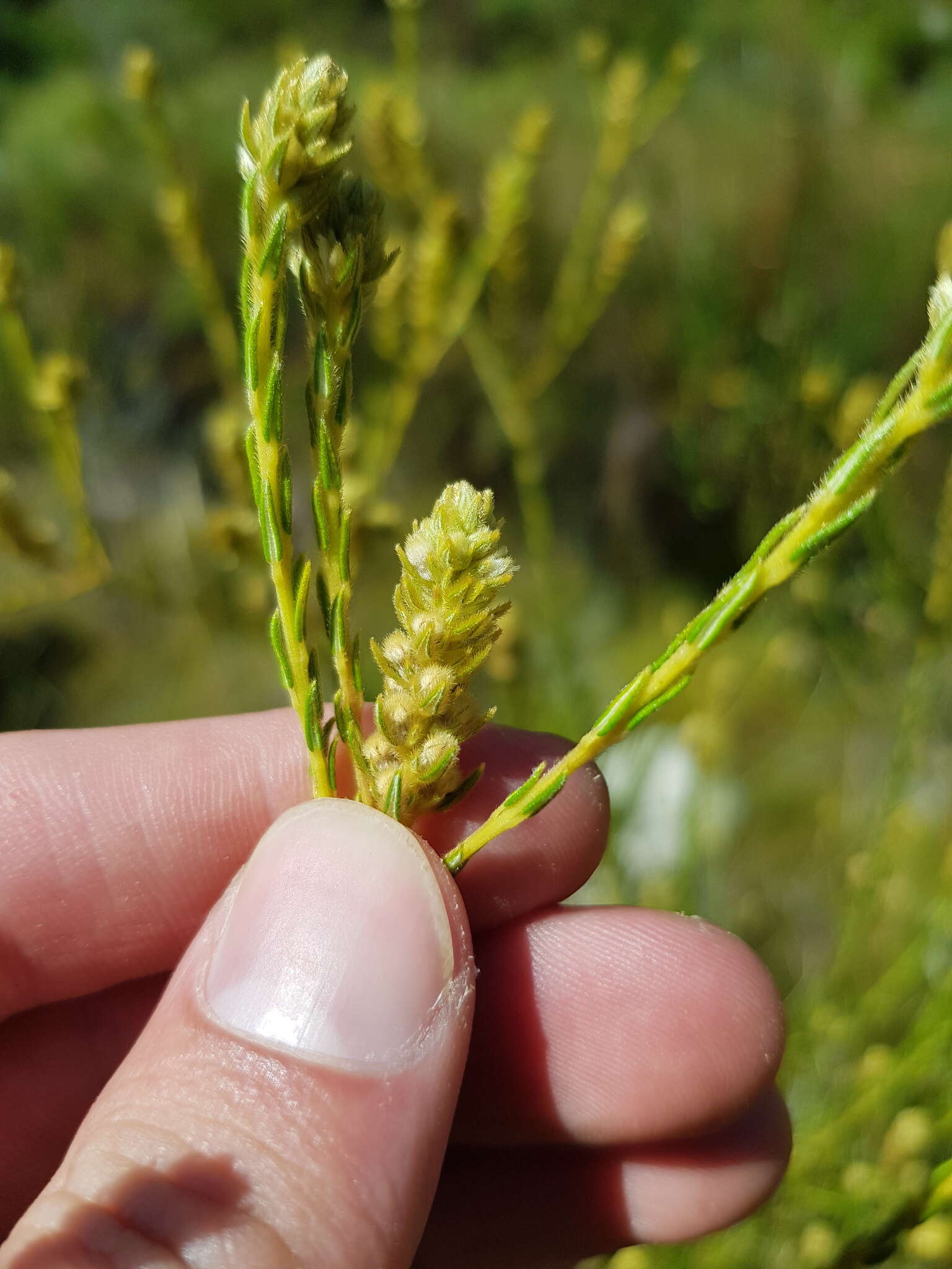 Image of Phylica excelsa Wendl.