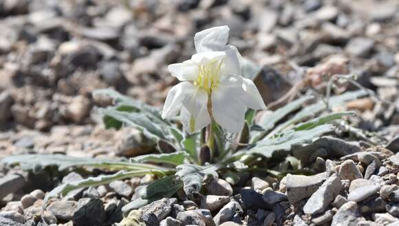 Plancia ëd Oenothera californica (S. Wats.) S. Wats.