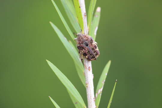 Image of Asian mango flower beetle