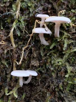 Image of Hygrophorus involutus G. Stev. 1963