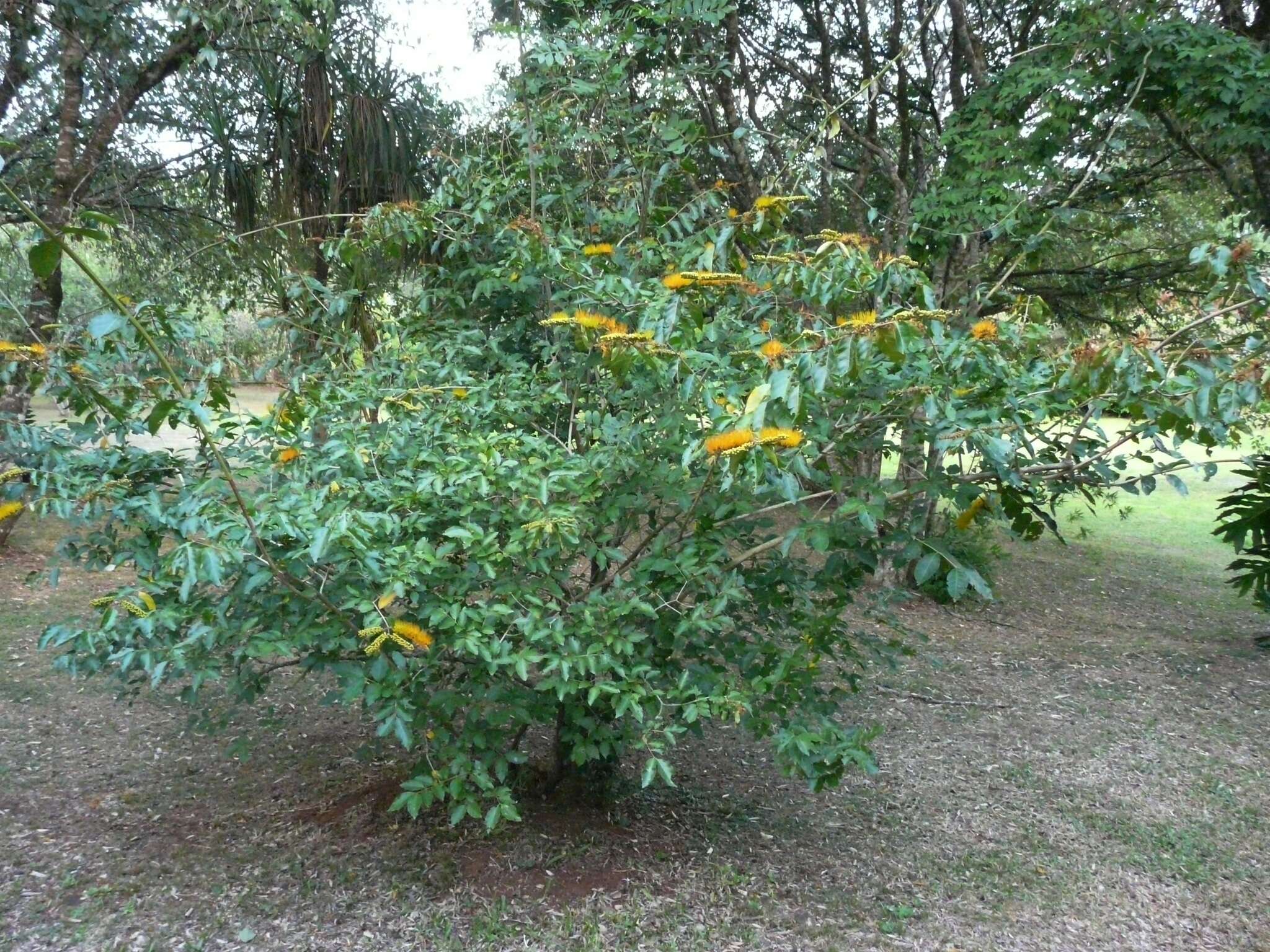 Combretum fruticosum (Loefl.) Stuntz resmi