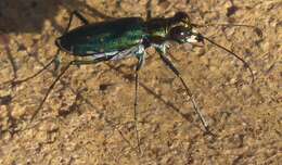 Image of Cicindela (Cicindelidia) punctulata chihuahuae Bates 1890