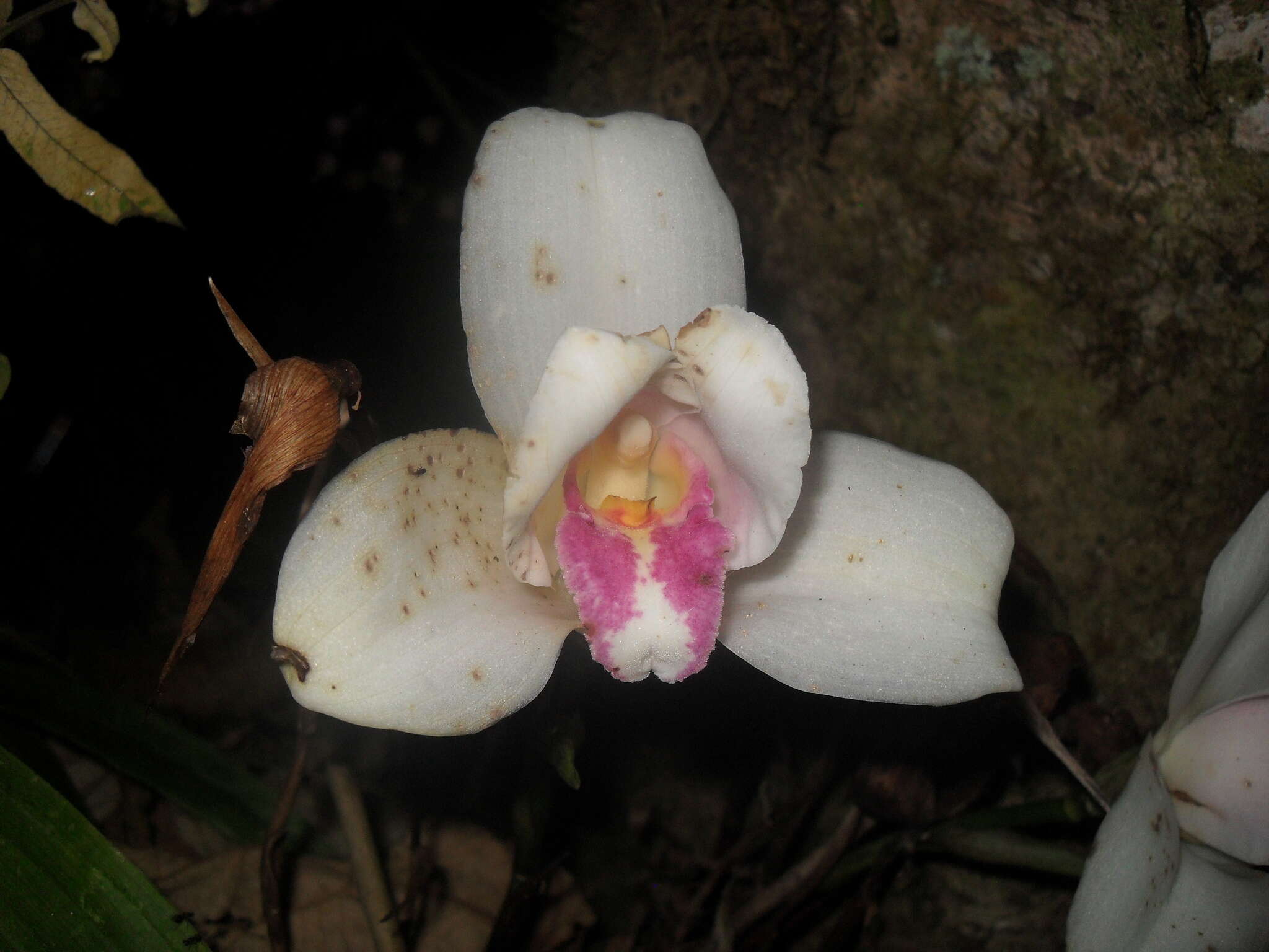 Imagem de Lycaste virginalis (Scheidw.) Linden