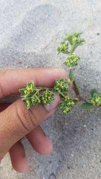 Image of Euphorbia mesembryanthemifolia Jacq.