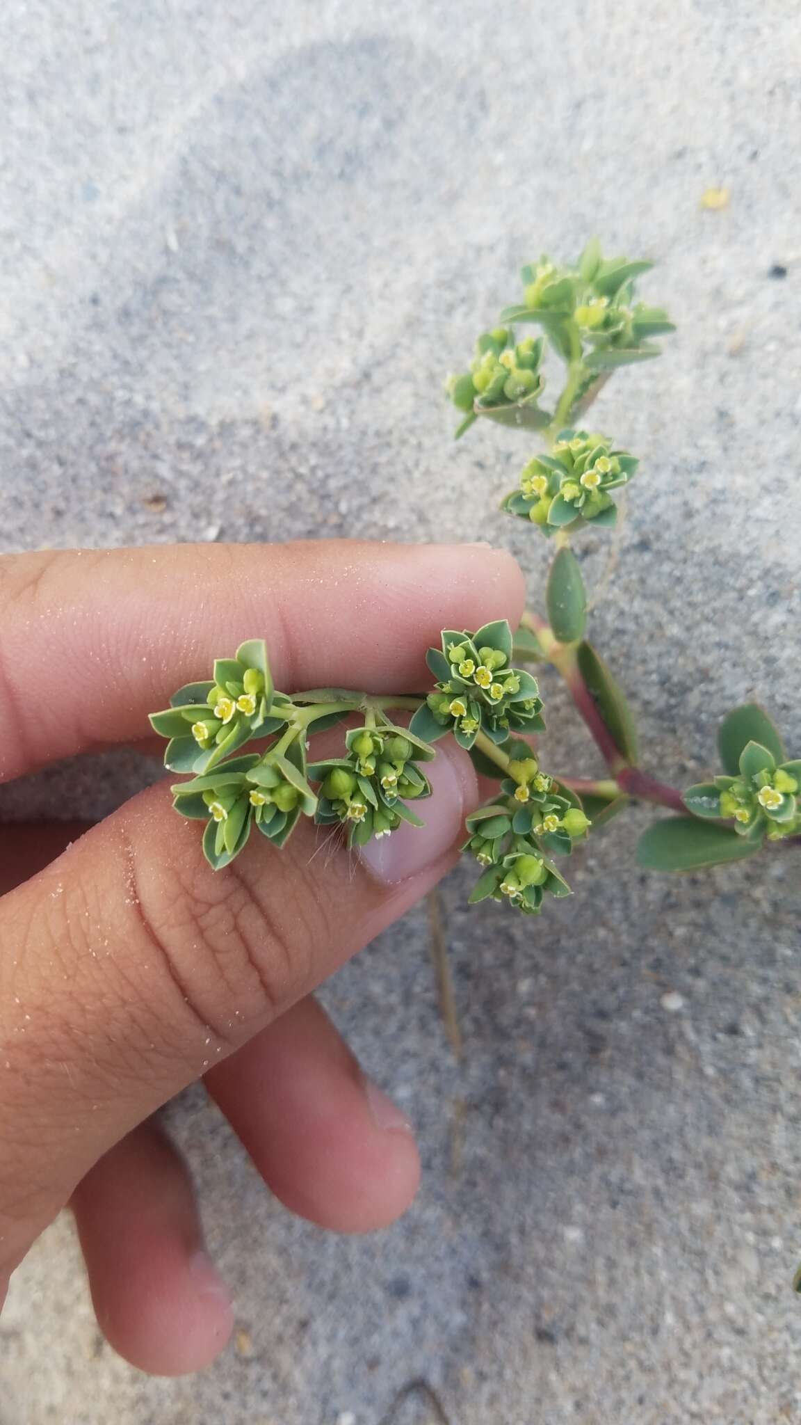 Sivun Euphorbia mesembryanthemifolia Jacq. kuva