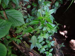 Image of Mercurialis leiocarpa Siebold & Zucc.