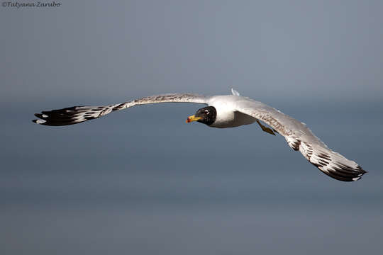 Image of Pallas's Gull