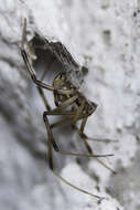 Image de Latrodectus geometricus C. L. Koch 1841