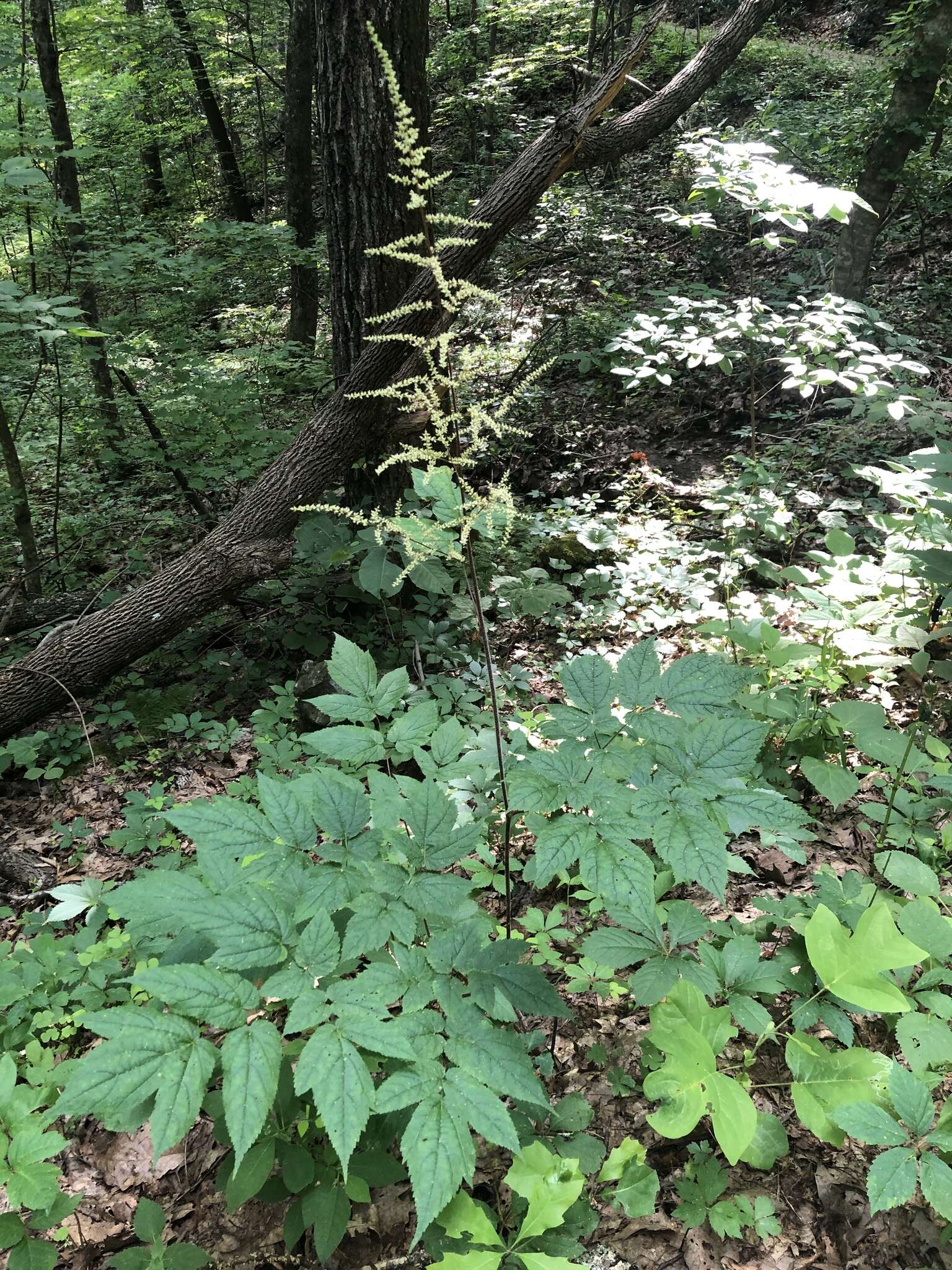 Image of Appalachian False Goat's-Beard