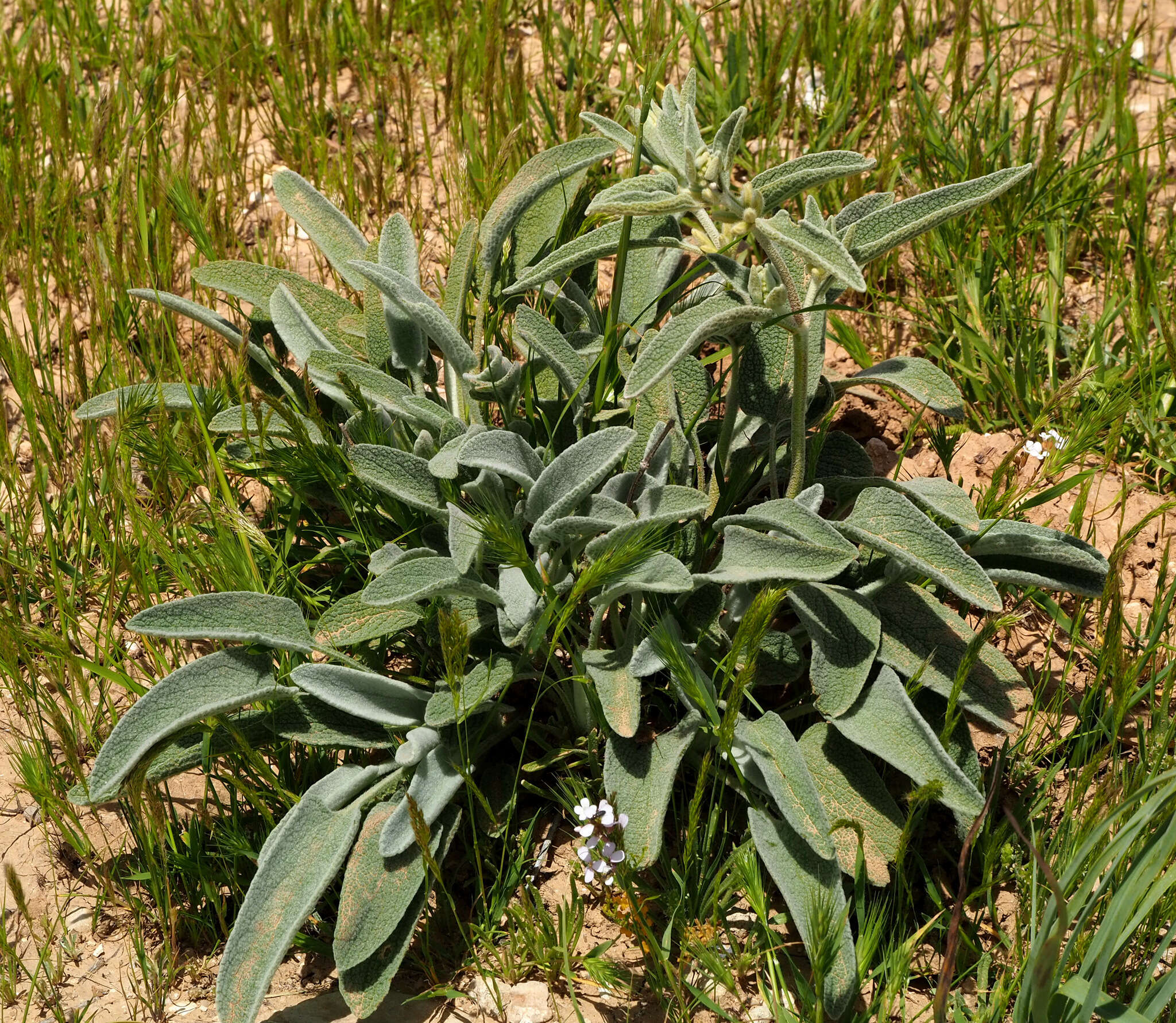 Image of Phlomis brachyodon (Boiss.) Zohary ex Rech. fil.