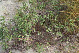 Image of Pimelea villosa Banks & Soland. ex Meissn.