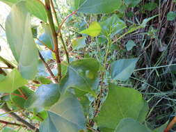 Image of Taphrina populi-salicis Mix 1947