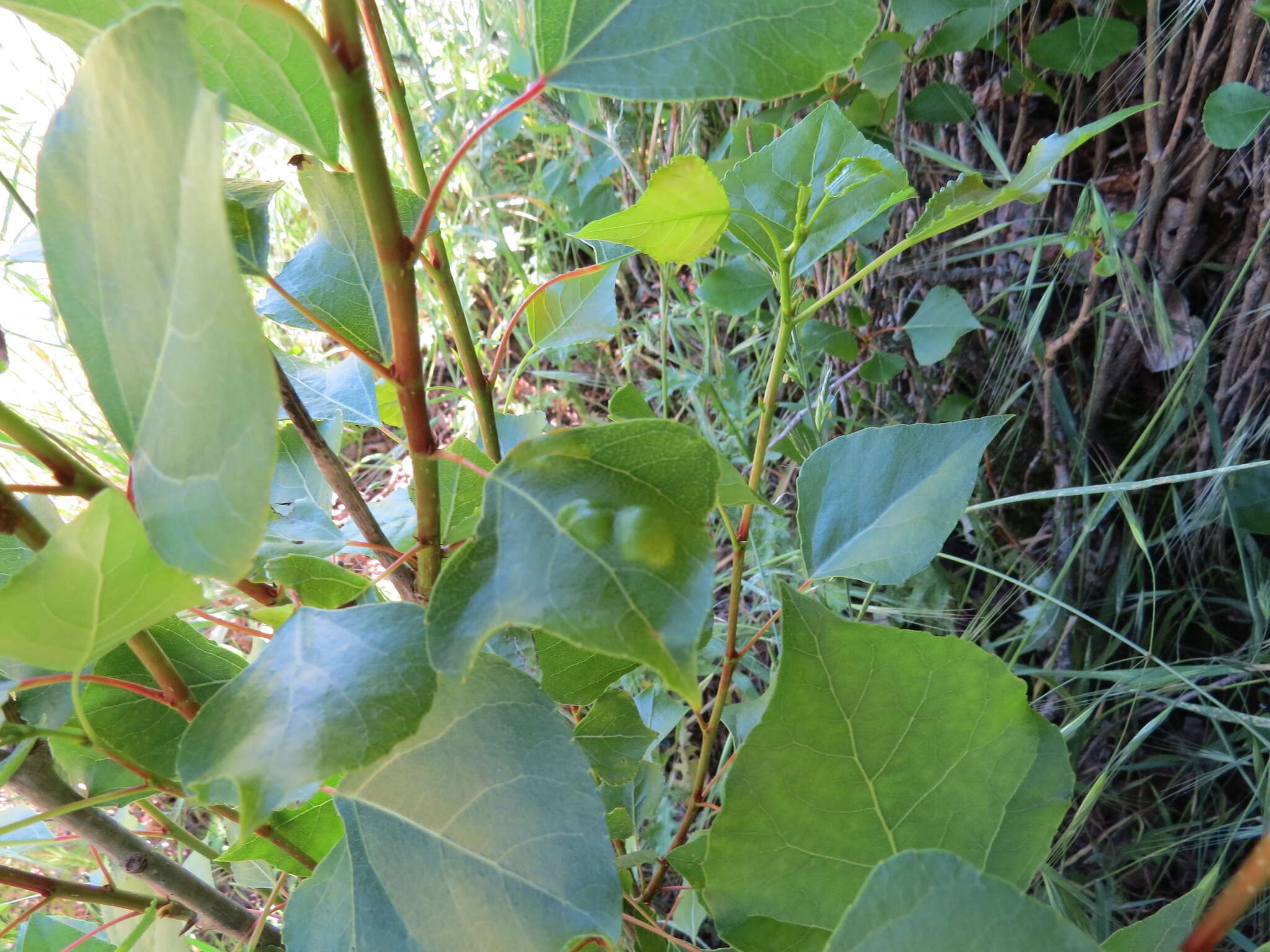 Image of Taphrina populi-salicis Mix 1947