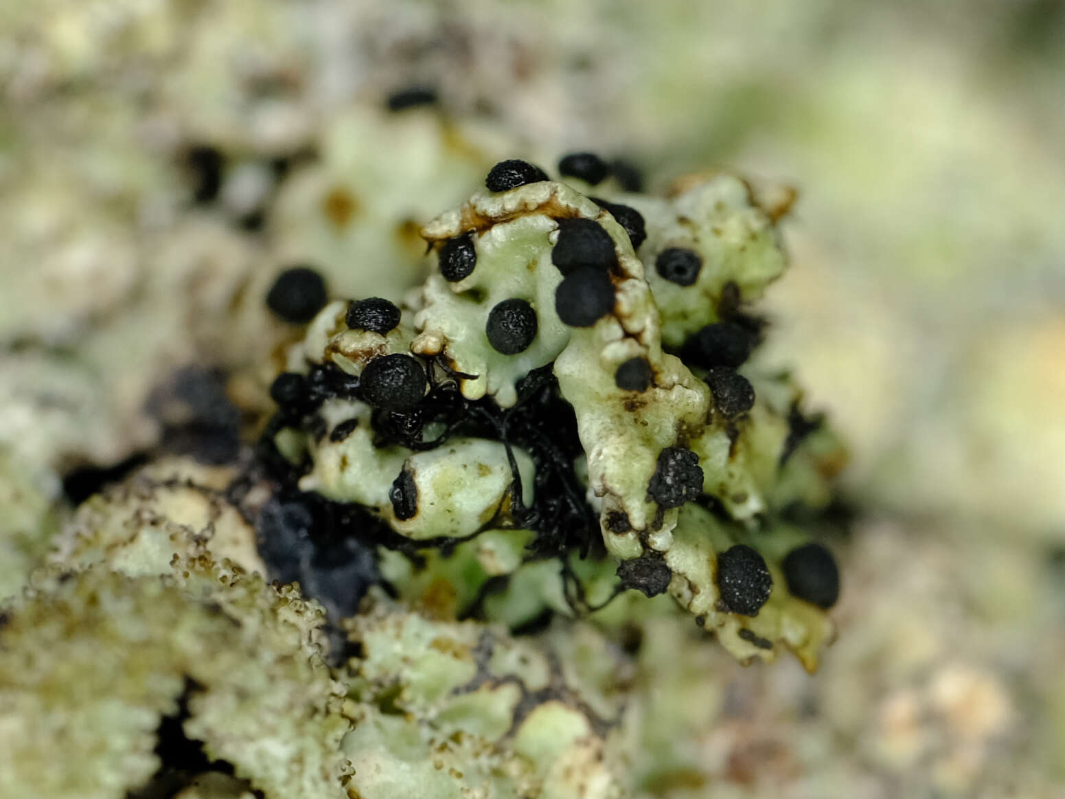 Image of parmelia abrothallus lichen