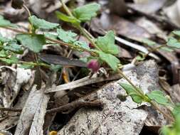 Image de Tremandra diffusa R. Br. ex DC.