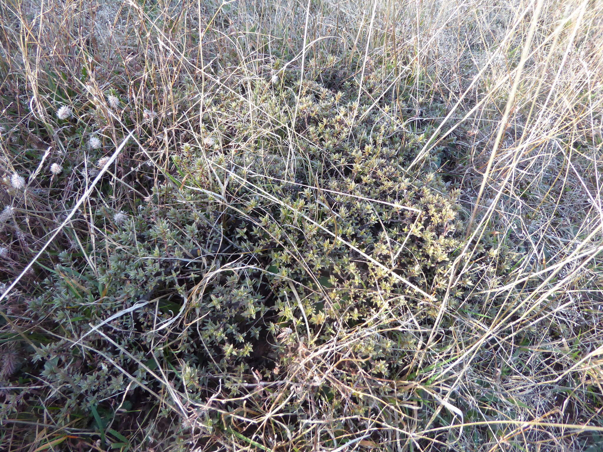 Image of Pimelea oreophila subsp. lepta C. J. Burrows