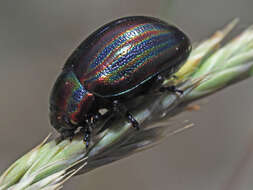 Image of Chrysolina cerealis (Linnaeus 1767)