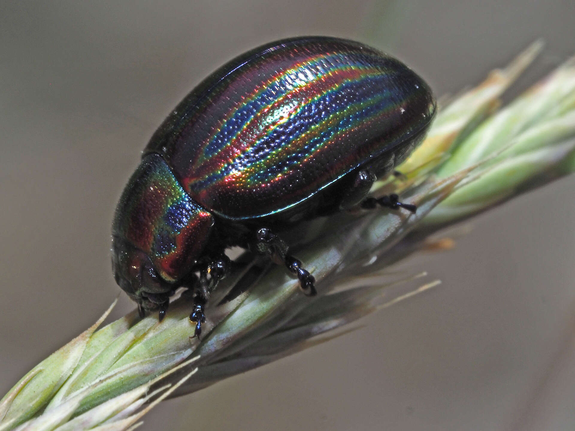 Image of Chrysolina cerealis (Linnaeus 1767)