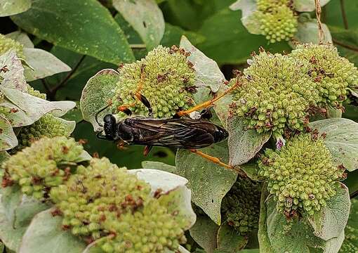 Image of Katydid Wasp