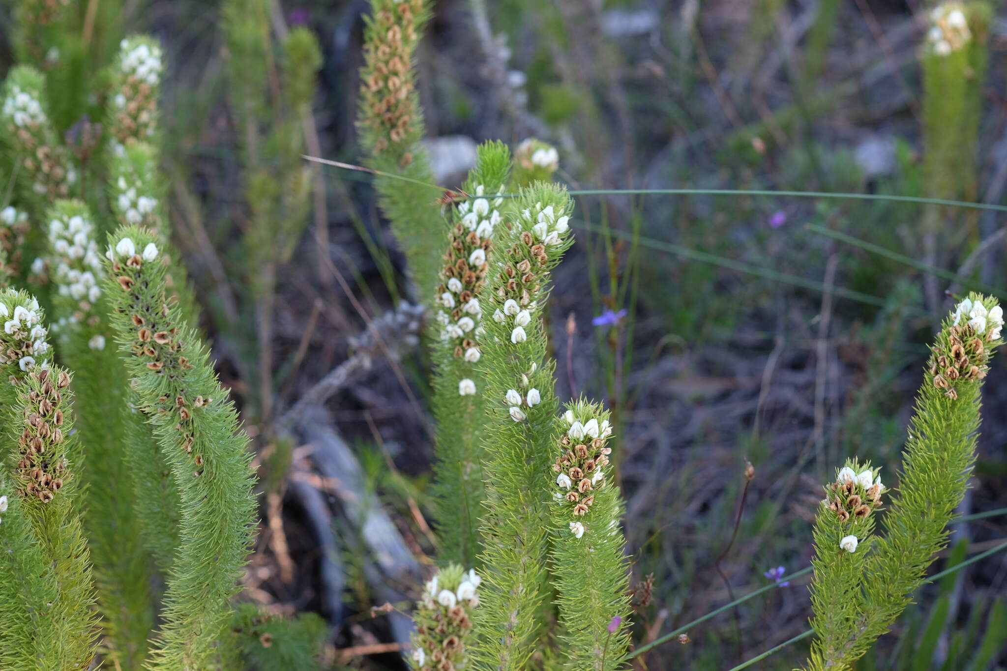 Imagem de Aspalathus incurvifolia Walp.