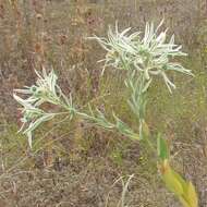 Image of snow on the prairie