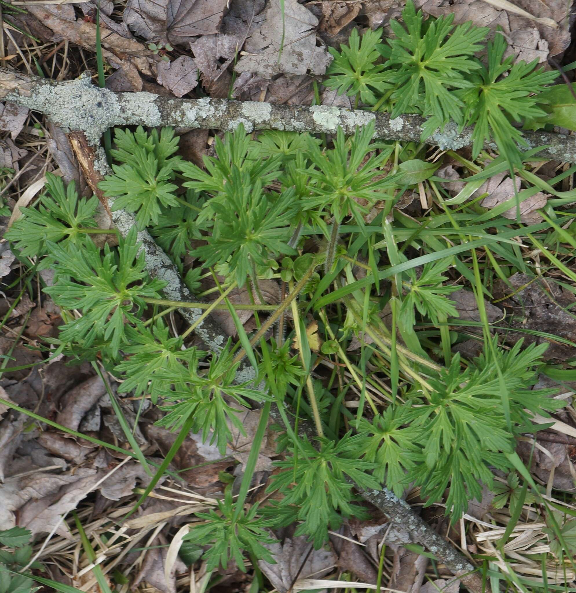 Imagem de Ranunculus acris L.