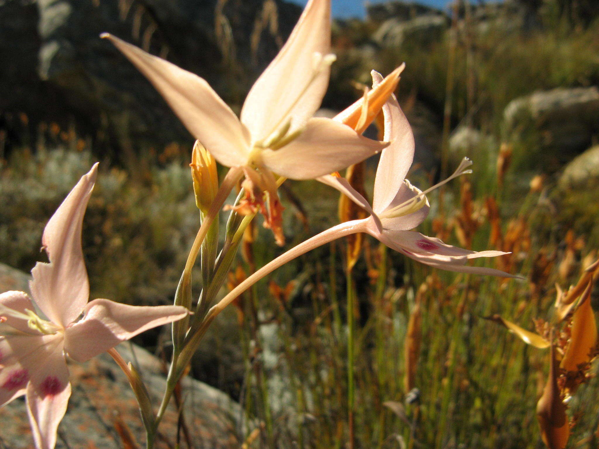 Imagem de Gladiolus cylindraceus G. J. Lewis