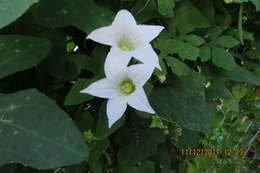 Image of ivy gourd