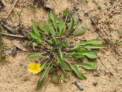 Image of western dwarfdandelion