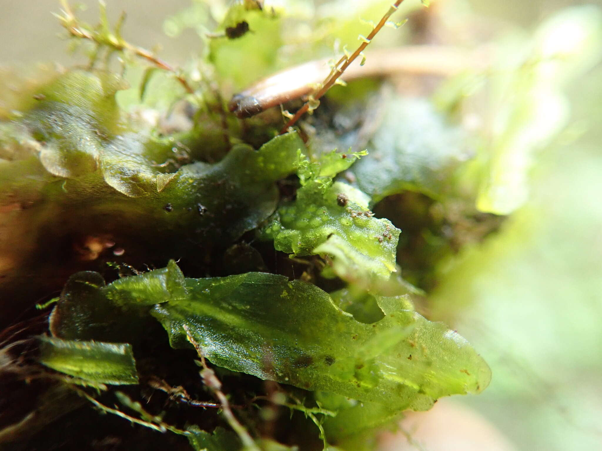 Image of Pellia alpicola L. Soderstr., A. Hagborg, von Konrat & Phytotaxa