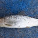 Image of Eastern Pacific bonefish